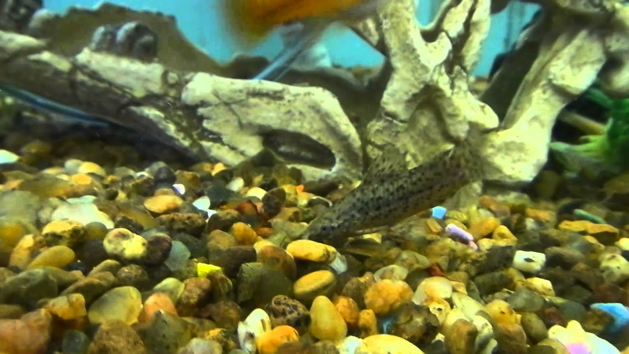 Callichthys s.p. Acuario Tr&oacute;pico Mar del Plata.-