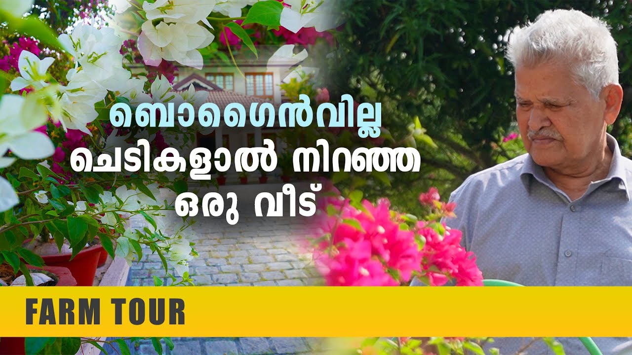 ബൊഗൈൻവില്ല ചെടികളാൽ നിറഞ്ഞ ഒരു വീട് | കടലാസു ചെടികൾ | Rare Bougainvillea | Bougainvillea Varieties