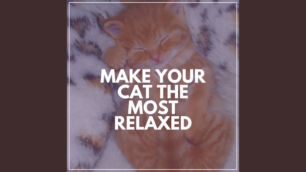 Let Your Cats Unwind