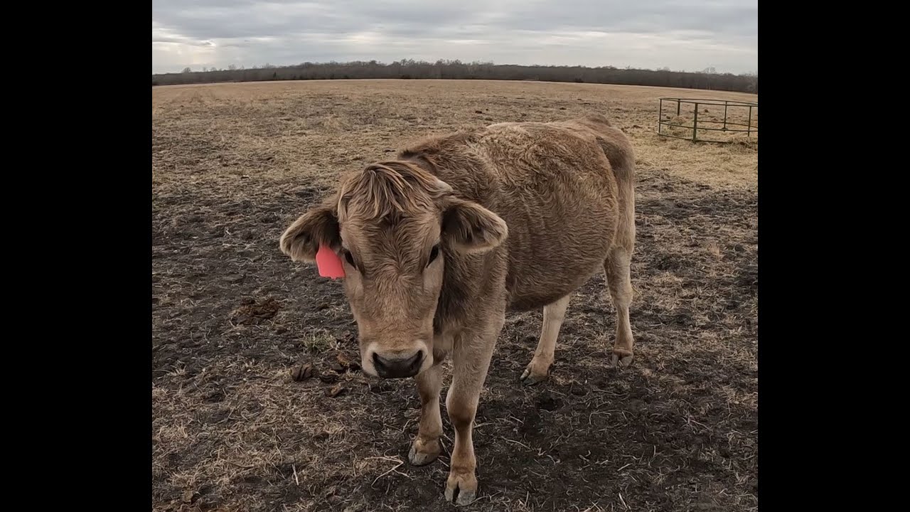 Cute Cows