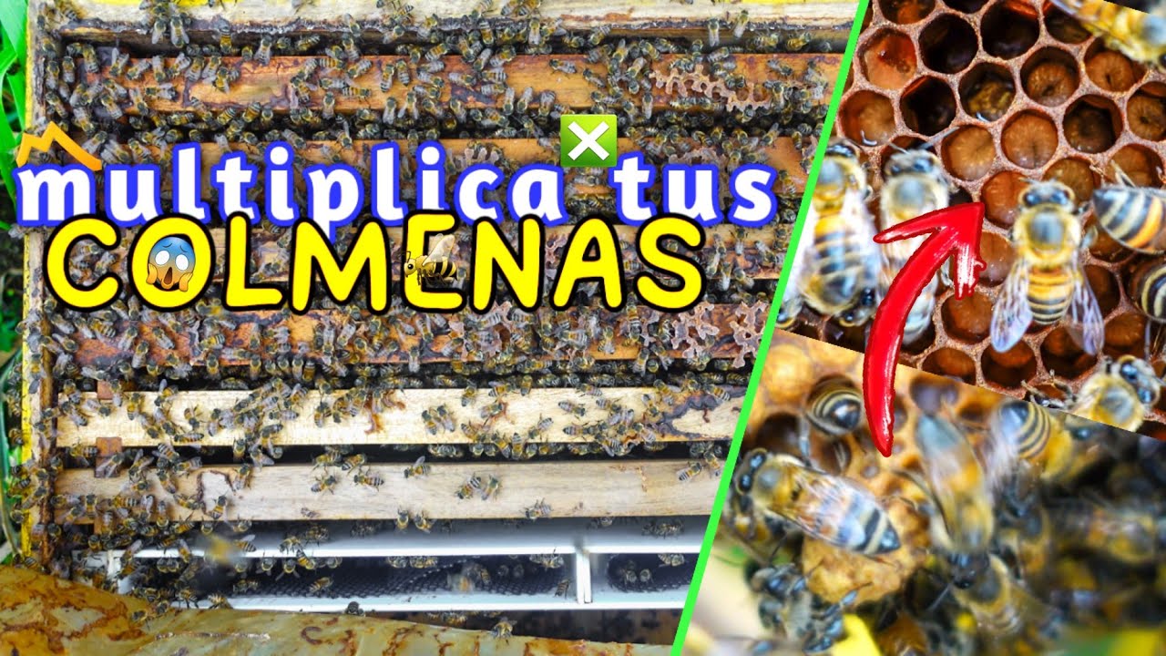 ✅ Como DIVIDIR una COLMENA modo Natural | 👉 Mejorado 🆗