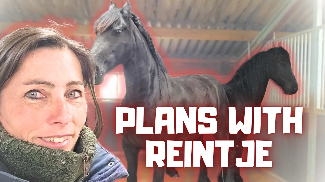 Reintje Is in Love with her son and Risey! Big Plans... | Harry's Ups and Downs | Friesian Horses