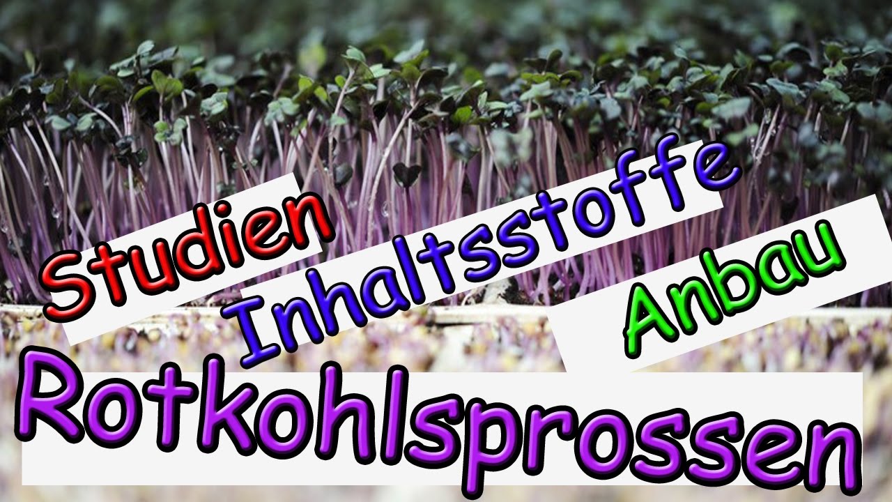 Rotkohlsprossen Alzheimer ist heilbar Studien, Anbau, Inhaltsstoffe+ Cyanidin