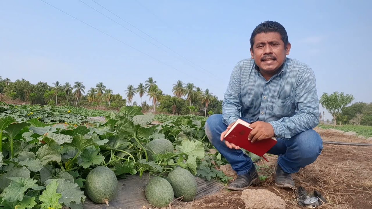 Fertilización en sandía, distancias de siembra.