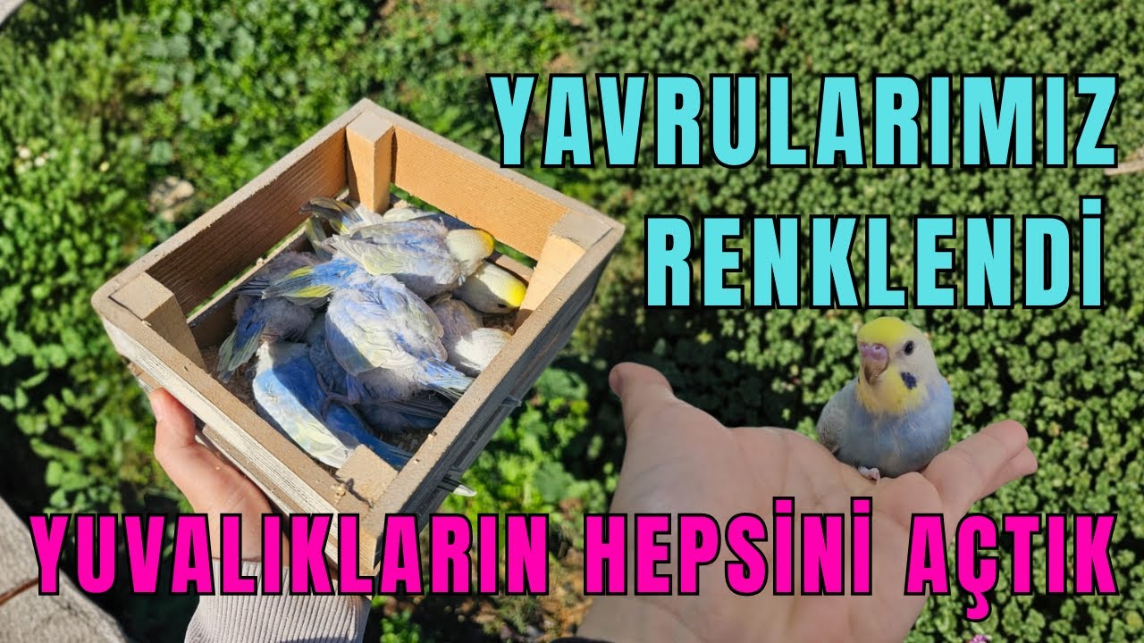 YUVALIKLARI AÇTIK🤩YAVRULARIMIZ RENGARENK OLDULAR😊