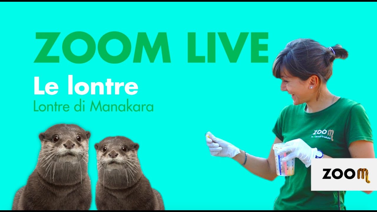 Zoom Live - Le Lontre