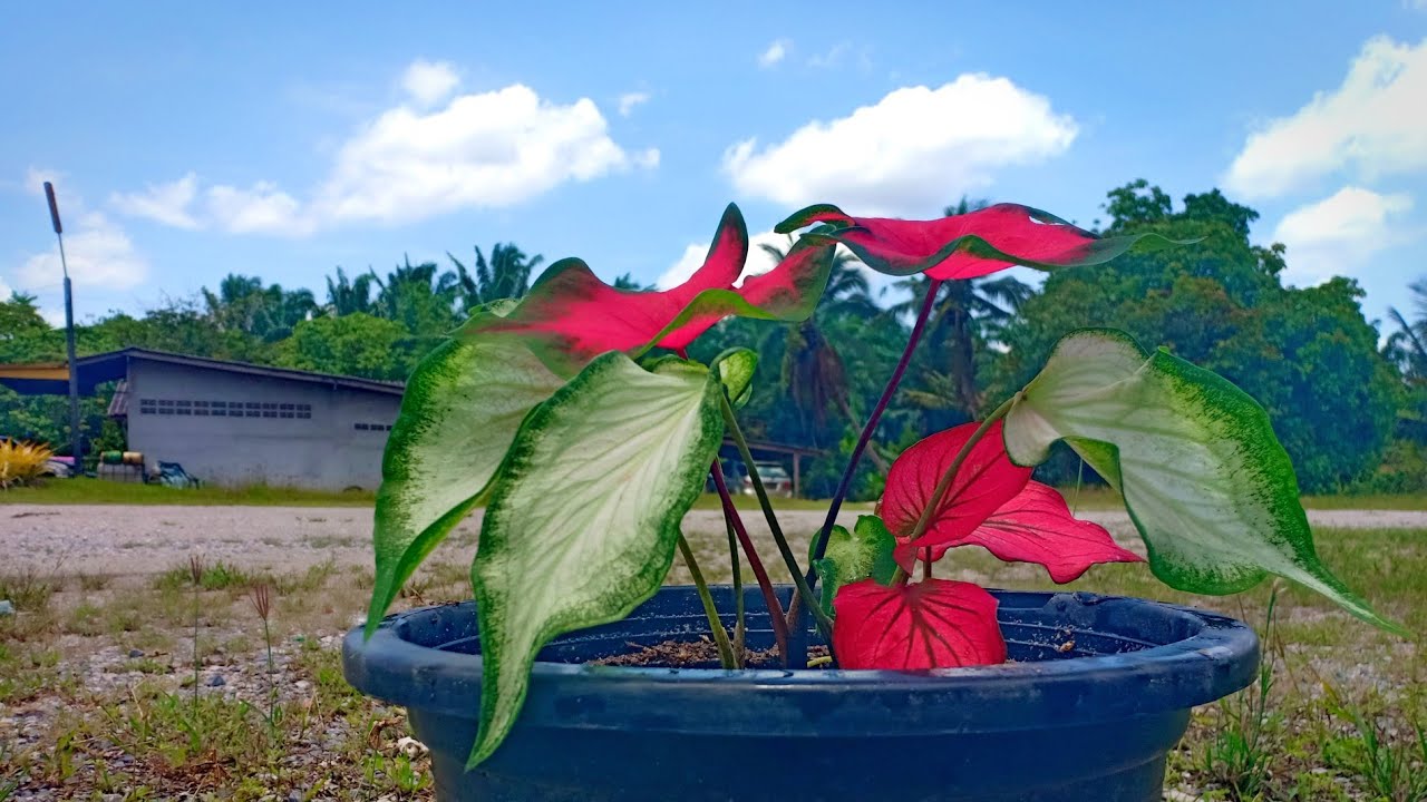 เทคนิคเด็ด!!วิธีปลูกบอนสีให้กอใหญ่เป็นพุ่มโตสีสุดสวยงามทันใจแค่ทำแบบนี้!