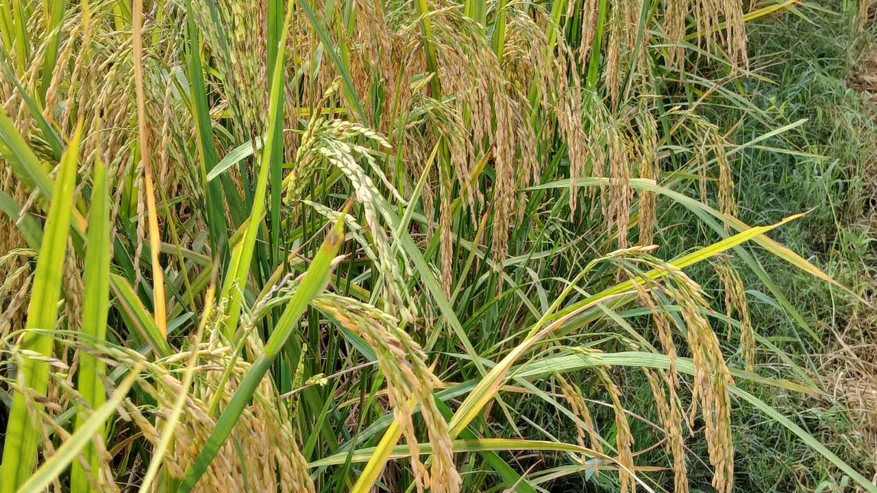 @Agriculture.Abhi07 #agriculture #village  #agriculturefarming