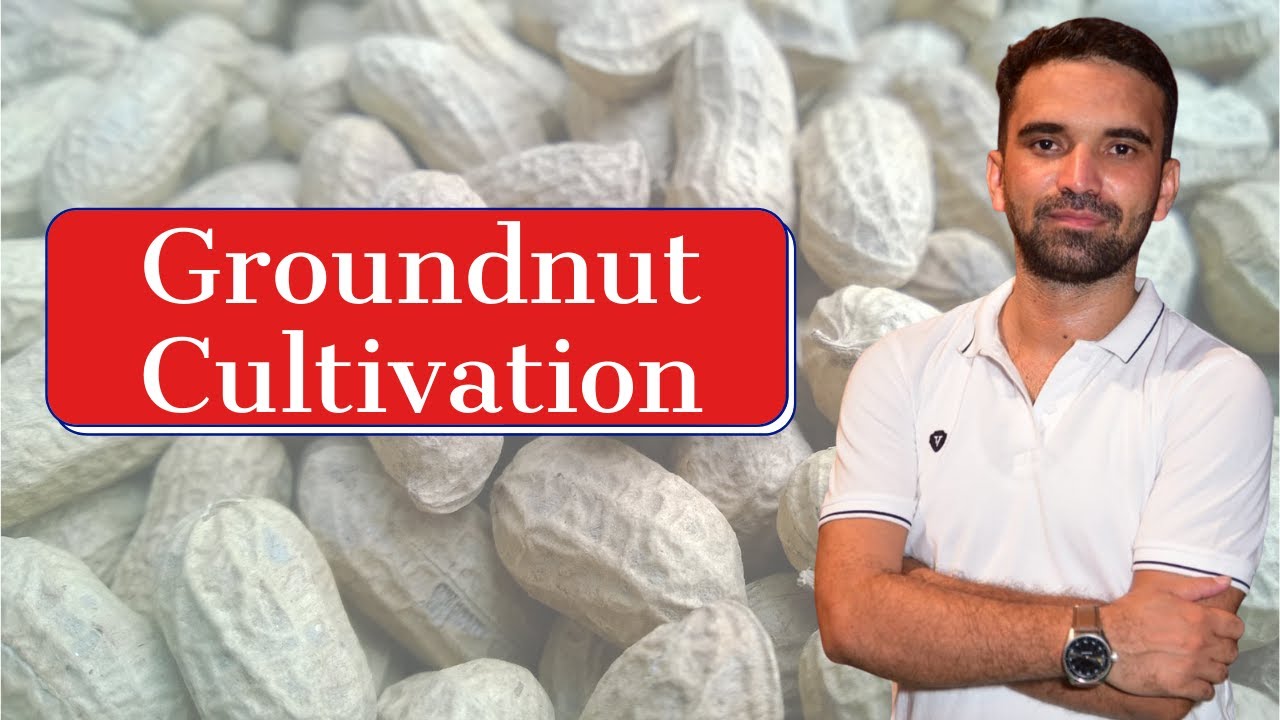 Groundnut Cultivation || AFO, FCI, NABARD, NSC, Pre-PG, BHU, JRF, ICAR, JET, AAO, ADO ||