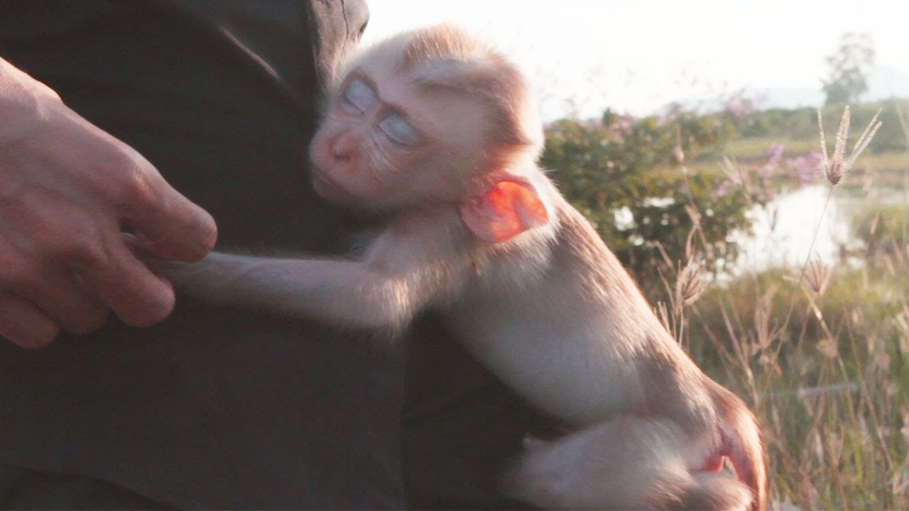 Amazing Landscape! Monkey Abbey Missed The Chance To See Magnificent View At Mountain While Sleeping