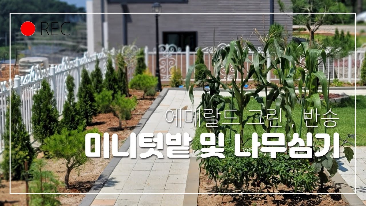 [4회] 세컨하우스 #미니텃밭 만들기 #나무심기 #에메랄드그린 #반송 #꽃잔디 #우체통 #화단 #마당 꾸미기 #정원관리
