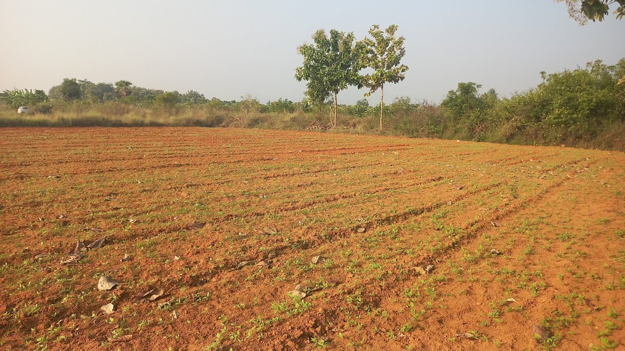 5ஏக்கர் ரெட் சாயில் 30 லட்சம் மட்டும்!ஏக்கர் தார்ரோடு முகப்பு 1000 அடி #punjailand #sale #lowbudget 