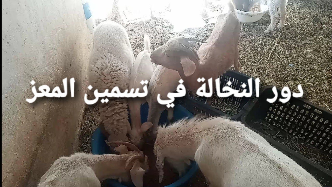 دور النخالة في تسمين المعز