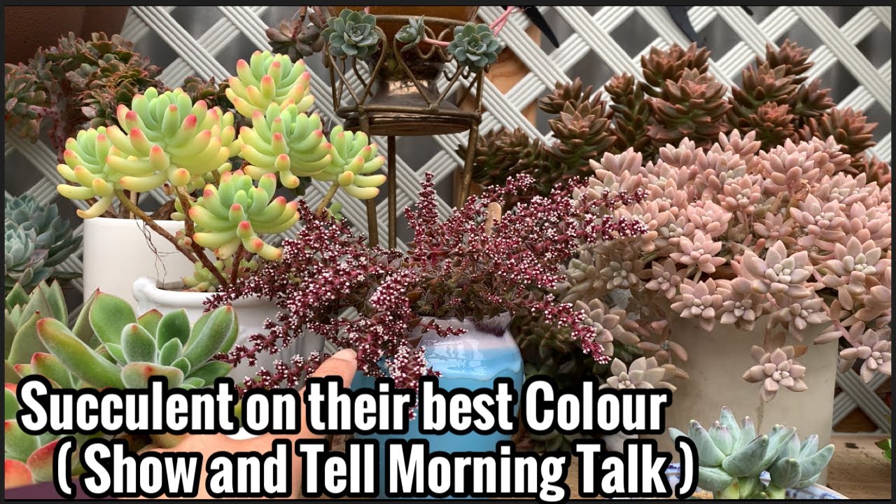 Succulent on their best Colour ( Show and Tell Morning Talk)