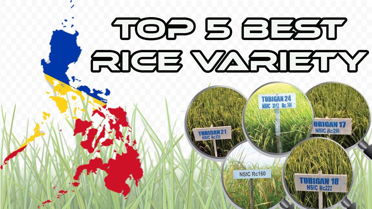 TOP 5 BEST RICE VARIETY
