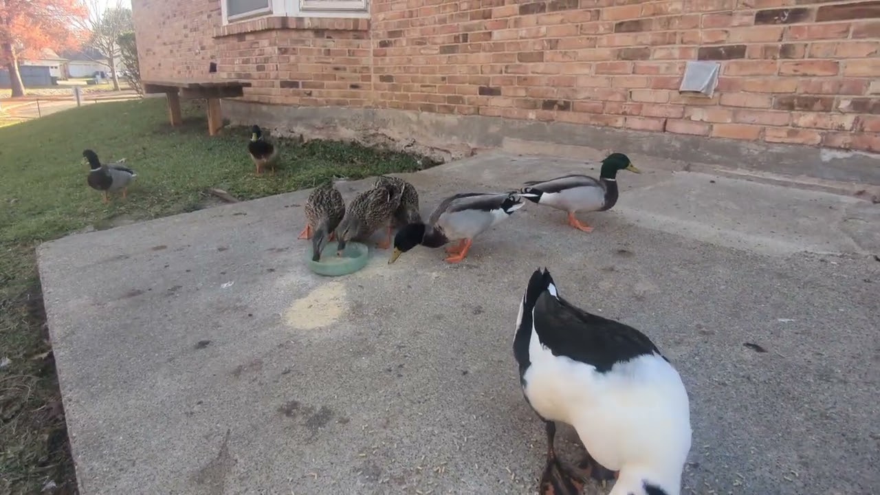 Up they Come and Down they go 12_20_2025