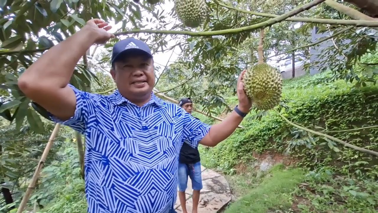Cara Mengatasi Hama Tupai dikebun Durian 