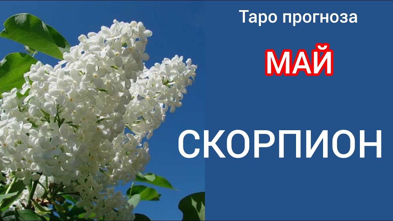 СКОРПИОН ♏ Таро прогноза за МАЙ 2025 
