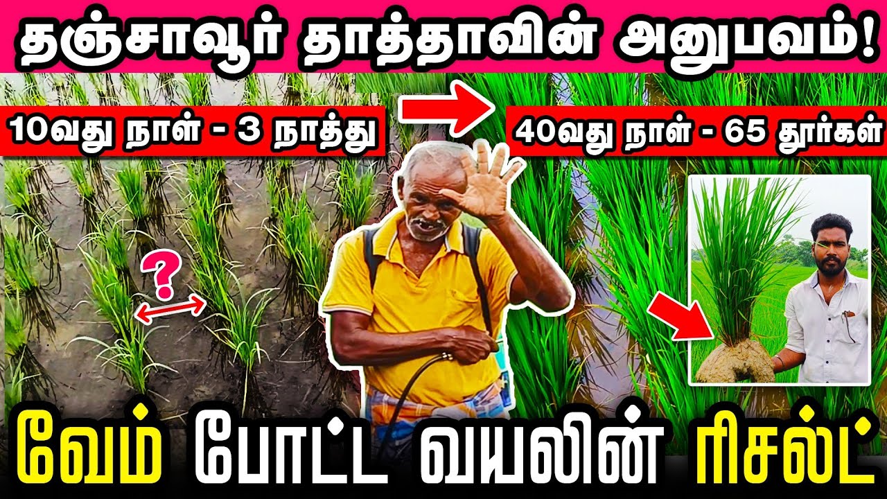 வேம், பிளாக் பூஸ்டர் பயன்படுத்திய தஞ்சாவூர் விவசாயியின் அனுபவம் ! #rootsmatepro #blackbooster