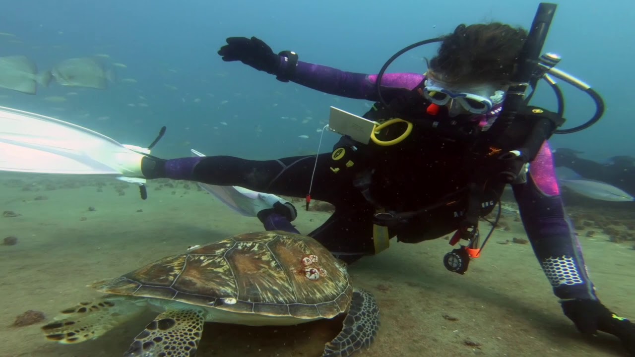 Ex HMAS Tobruk - Dive Experience - Lady Musgrave Experience
