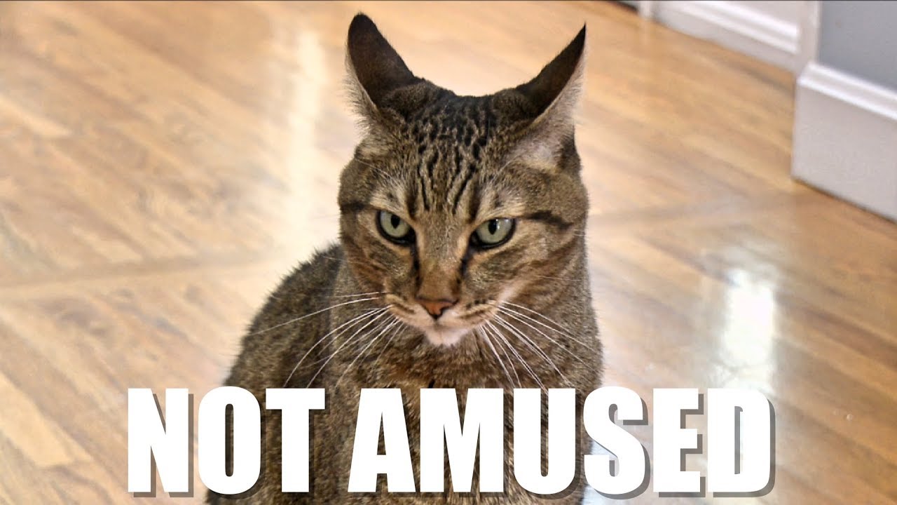 Angry cat is not amused