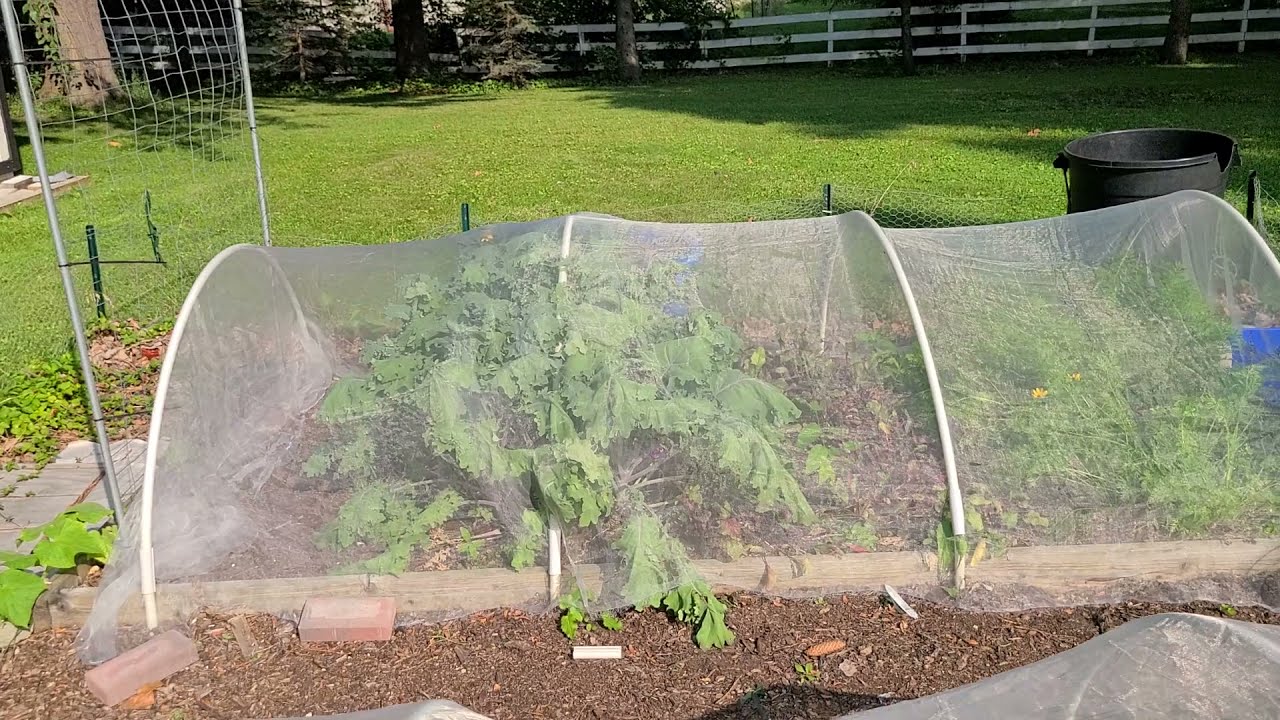 Vegetable Garden Tour: July 2021 No-dig Garden