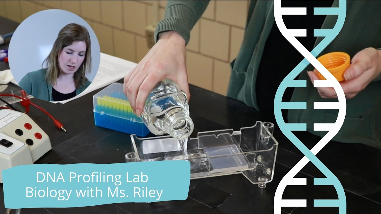 DNA Profiling Lab | Biology Lab with Ms. Riley