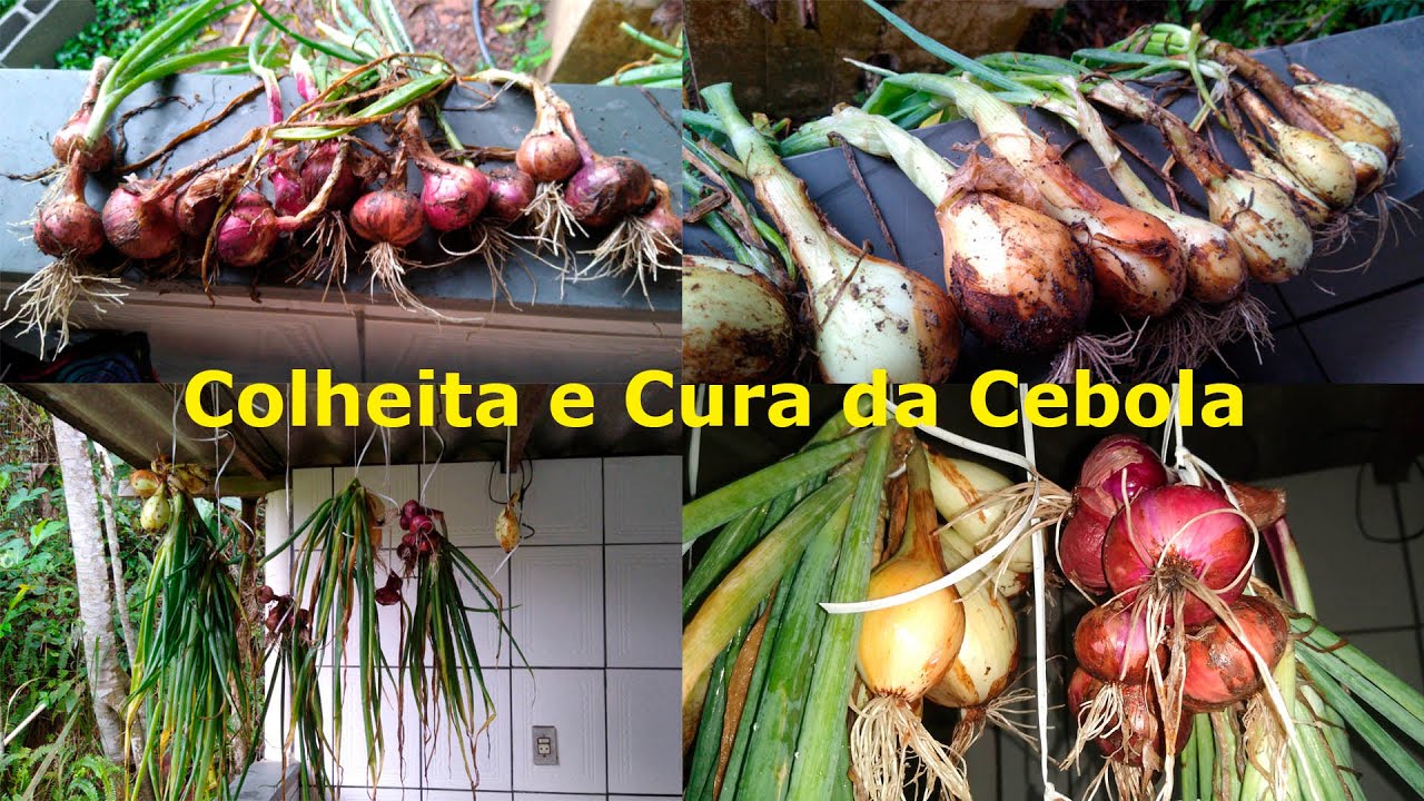 Cultivo Caseiro de Cebola - A Série: Colheita e Cura