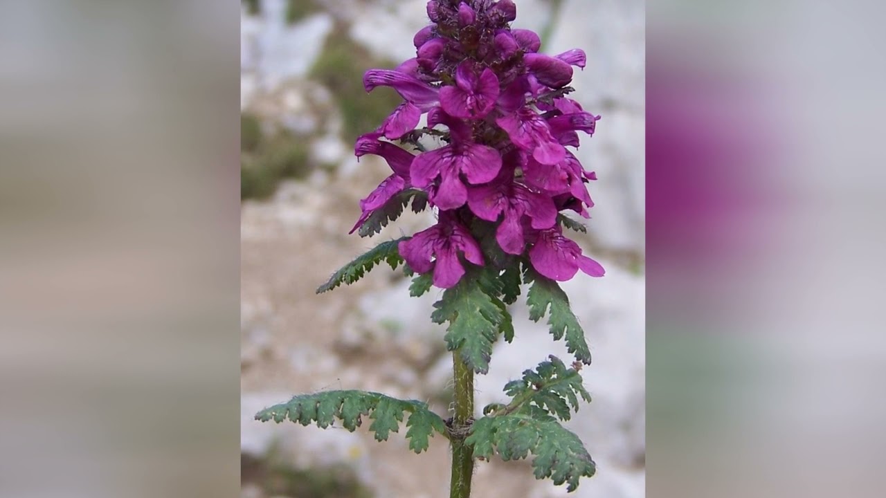 МЫТНИК  (PEDICULARIS)  сем. Норичковые