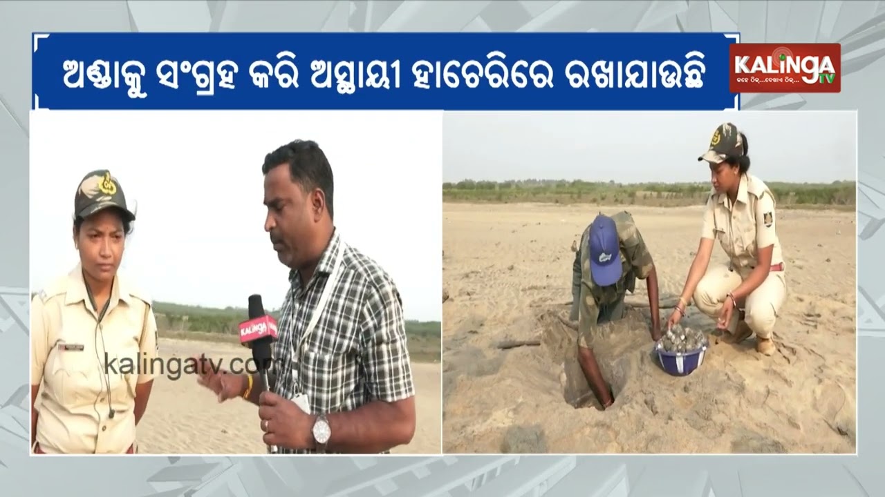 Kendrapara: Mass nesting process of Olive Ridley turtles begins at Gahirmatha | Kalinga TV