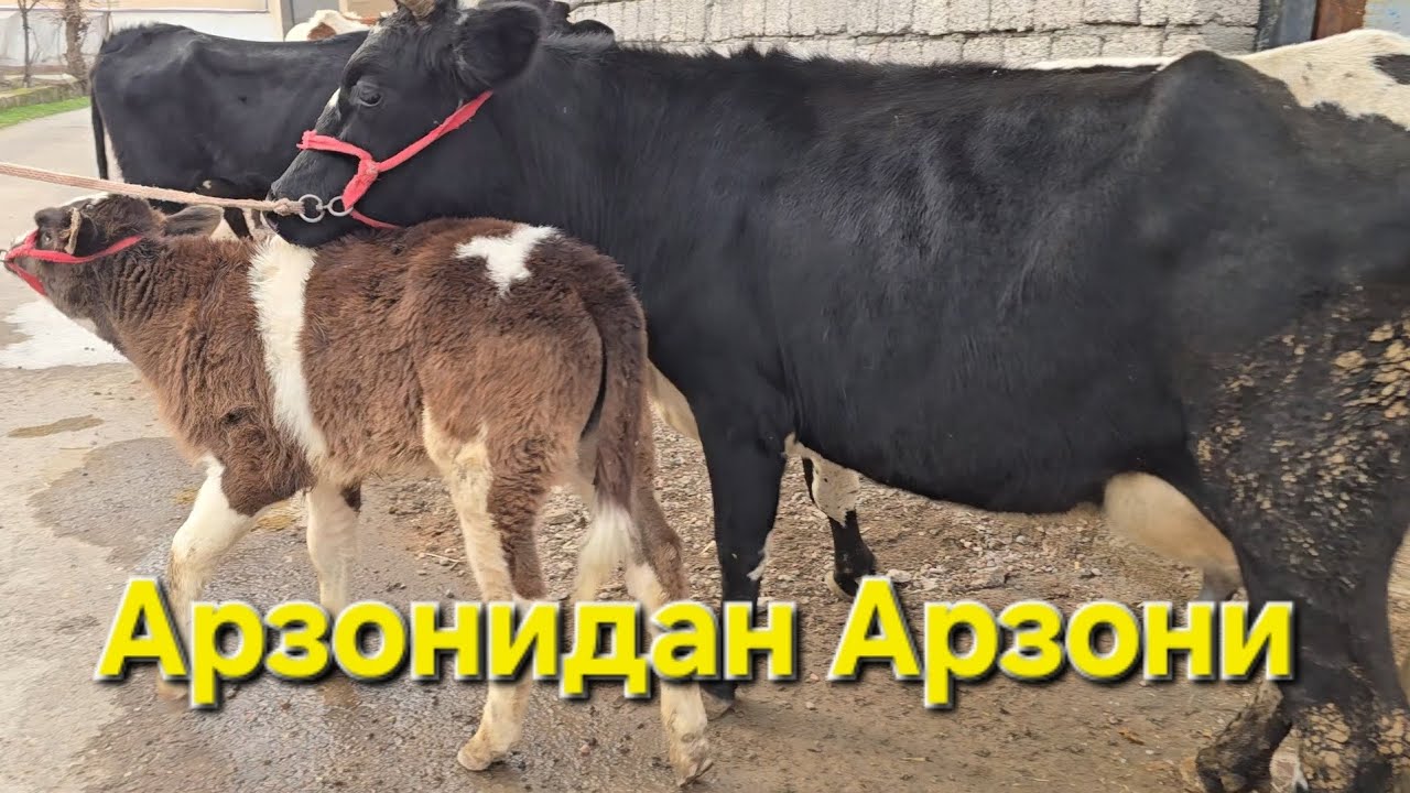 АРЗОНЧИ БЕКЗОДБЕК КАЙТДИ