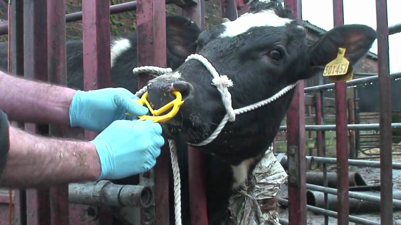 How to stop a cow stealing milk