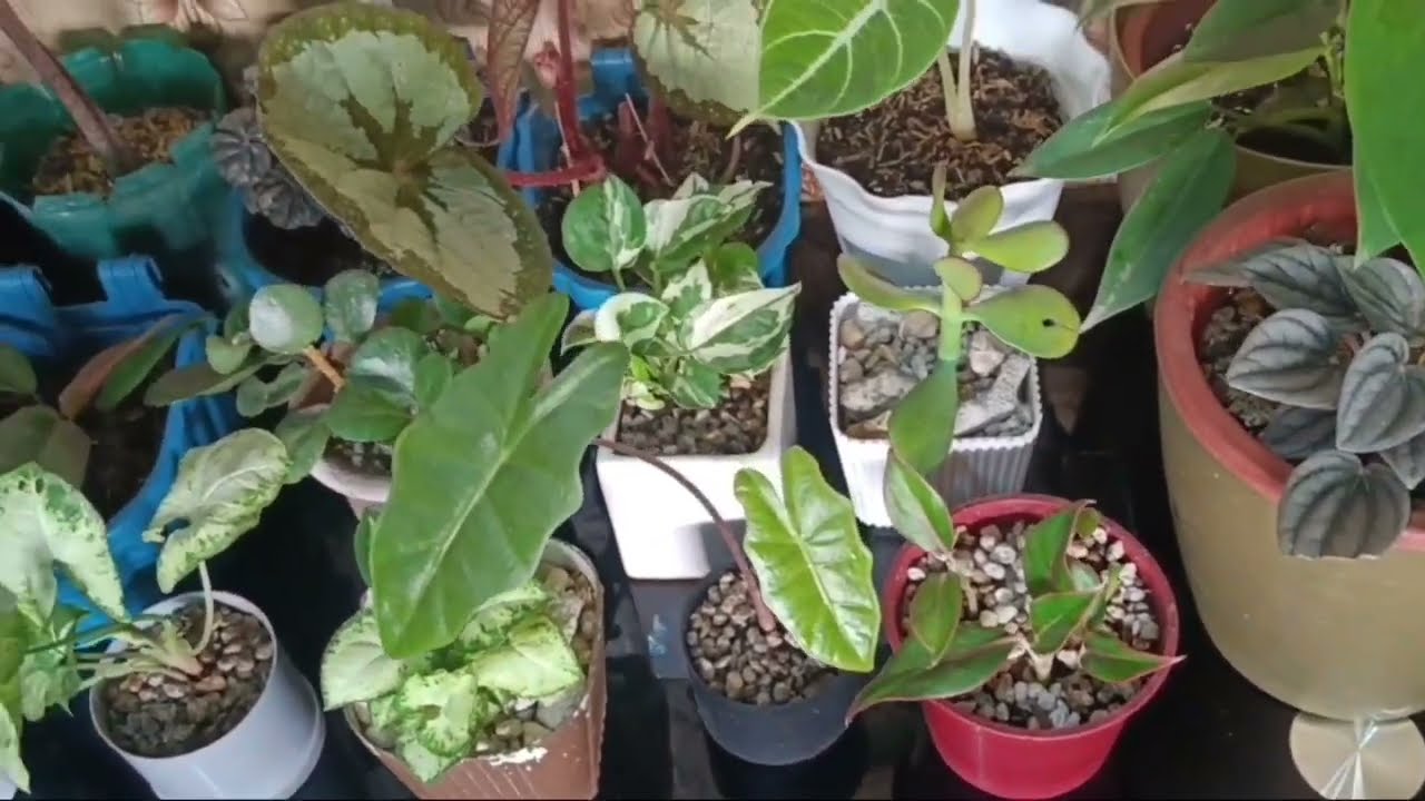 One square meter indoor garden #maartekyel #indoorplants 