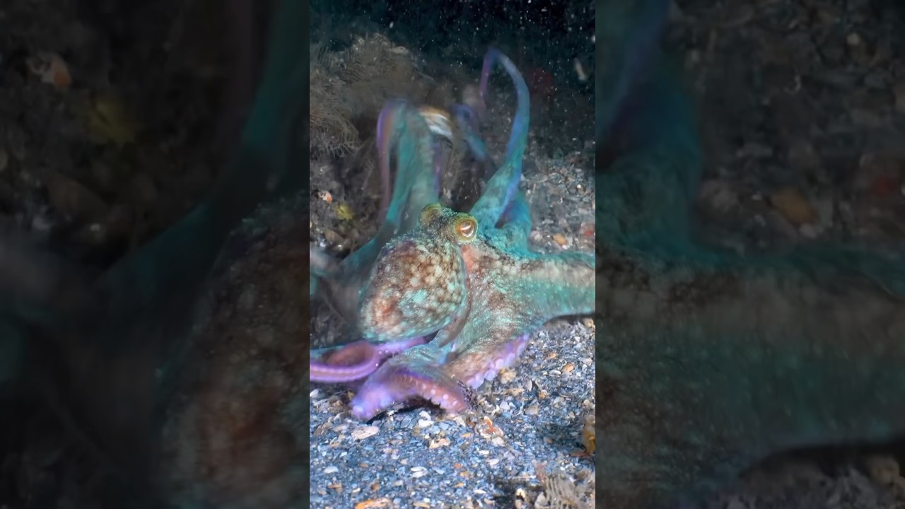 🐙💨 Caribbean Reef Octopus snags a crab! 🦀 #animals #underwater #octopus 🎥: Mr.SeaOctopus/IG