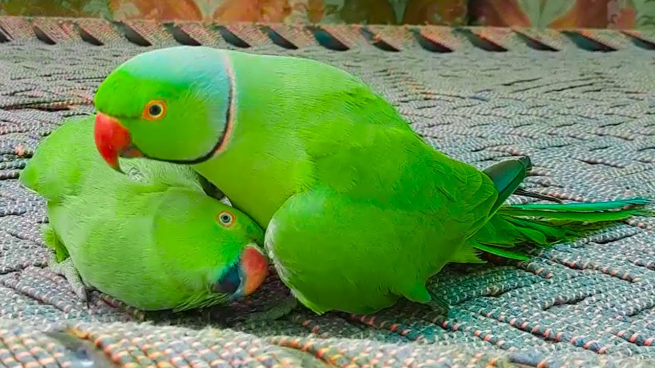 Female Ringneck Talking Parrot Rosie | Having So Much Fun With Mitthu Talking Parrot On Charpai