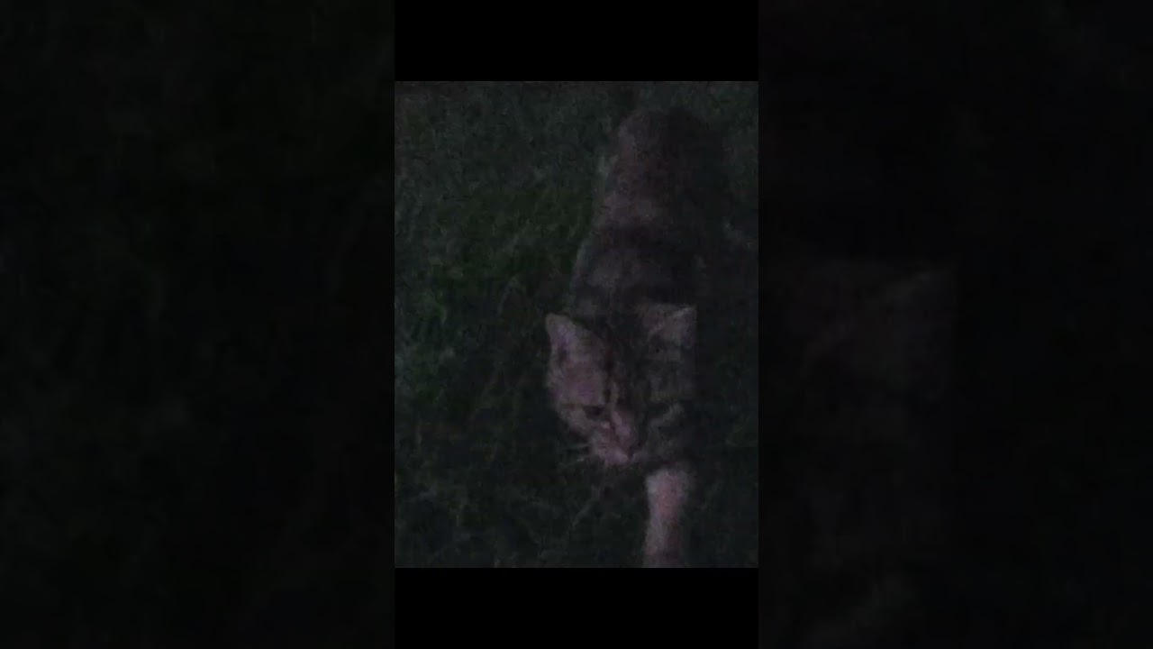 A dose of vhs cats
