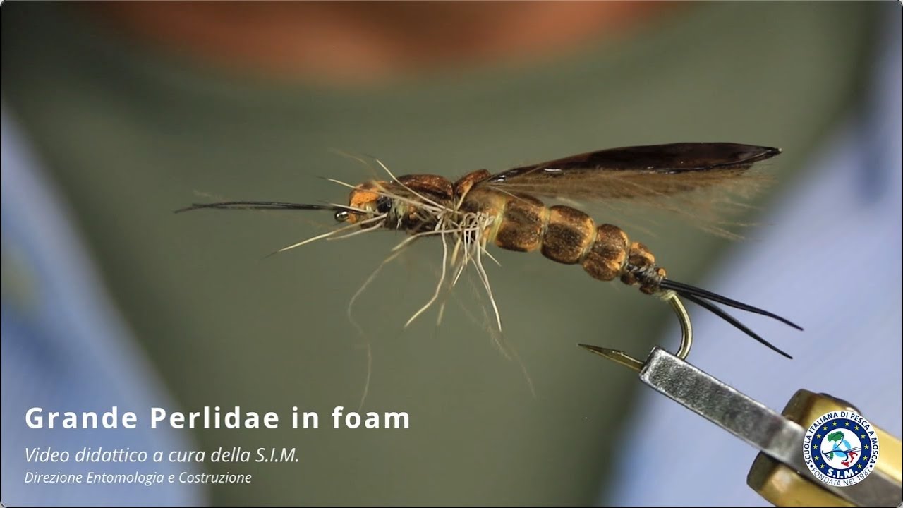 SIM Grande Perlidae in foam