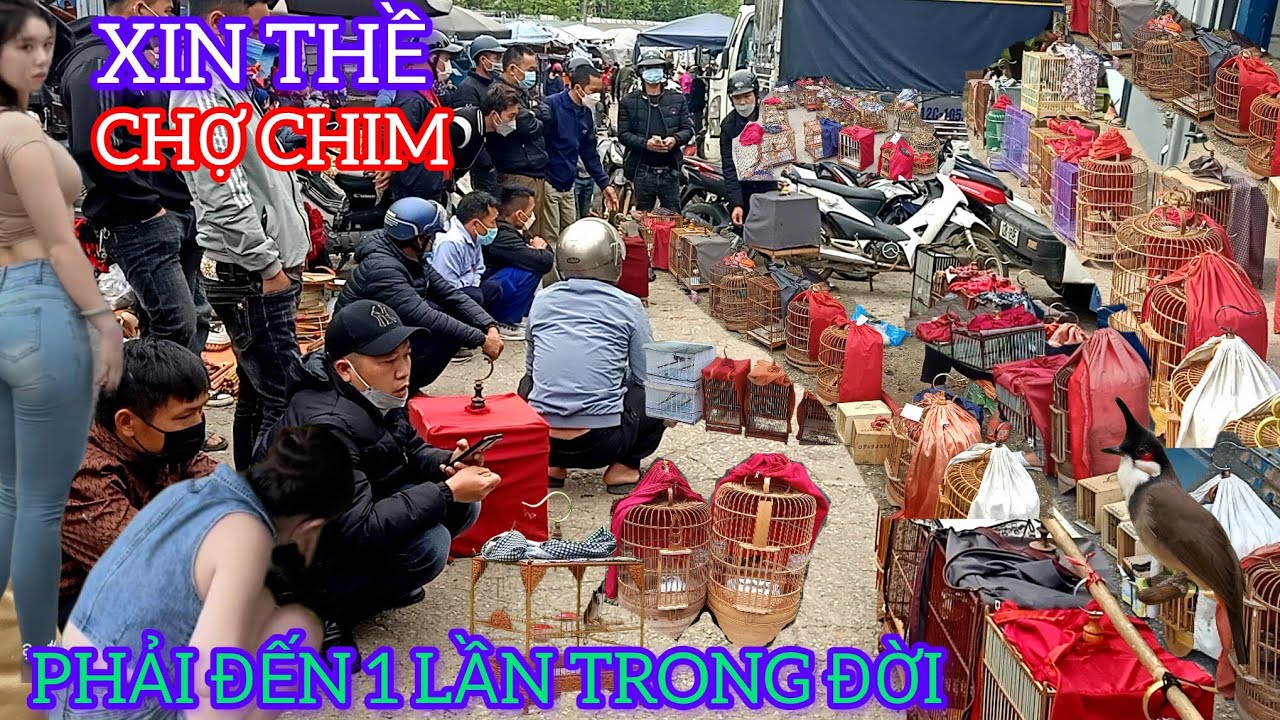 CHỢ CHIM CẢNH ĐÁNG ĐỒNG TIỀN BÁT GẠO XIN THỀ EM PHẢI ĐẾN 1 LẦN TRONG ĐỜI