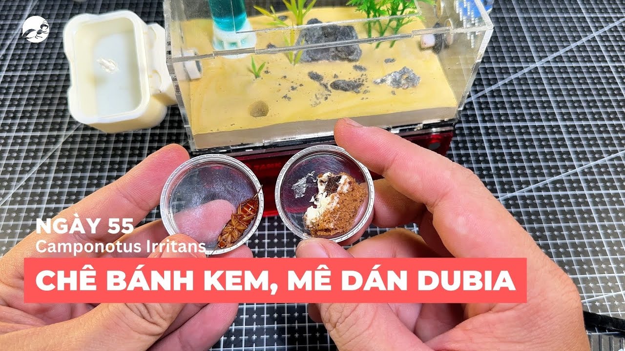 Vlog Kiến | Ngày 55: Camponotus Irritans "Chê" Bánh Kem, "Mê" Dubia