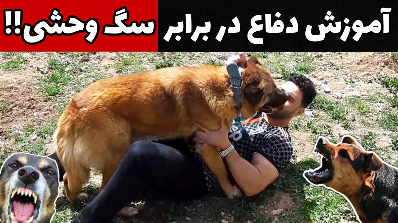 آموزش دفاع در برابر انواع سگ وحشی