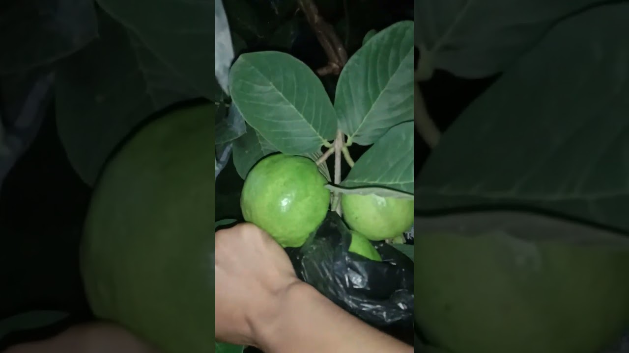 Petik jambu HONG PAUSE malam - malam