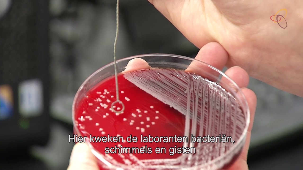 Wat gebeurt er met mijn bloed in het labo van het AZ Groeninge ?