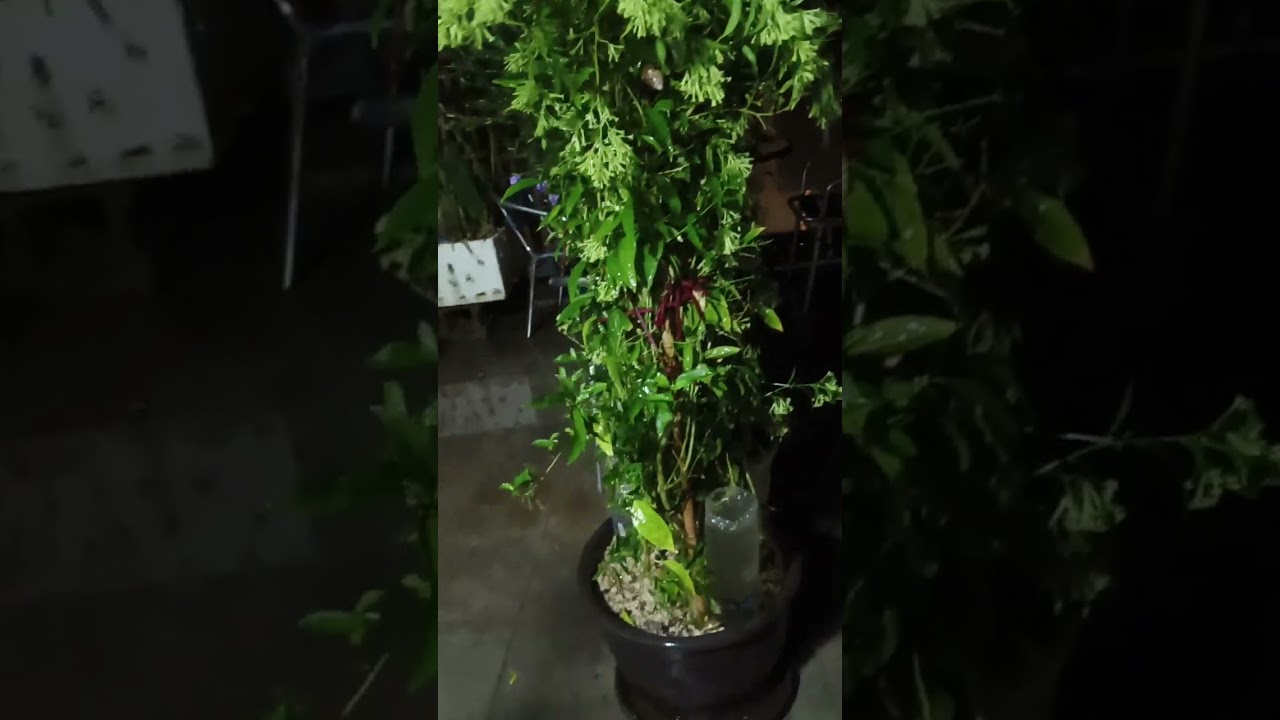 🟩🇹🇼這是昨天凌晨早上，4點多，拍攝的🤱大家晚上好，今天一整天都在，瓜大風🌀台灣單親媽媽，屏東楓港恆春半島人，對台風真的，非常熟悉敏感，本來回南部，看這顆颱風的動向，拖著身體不舒服，坐車回到台中清水🌀