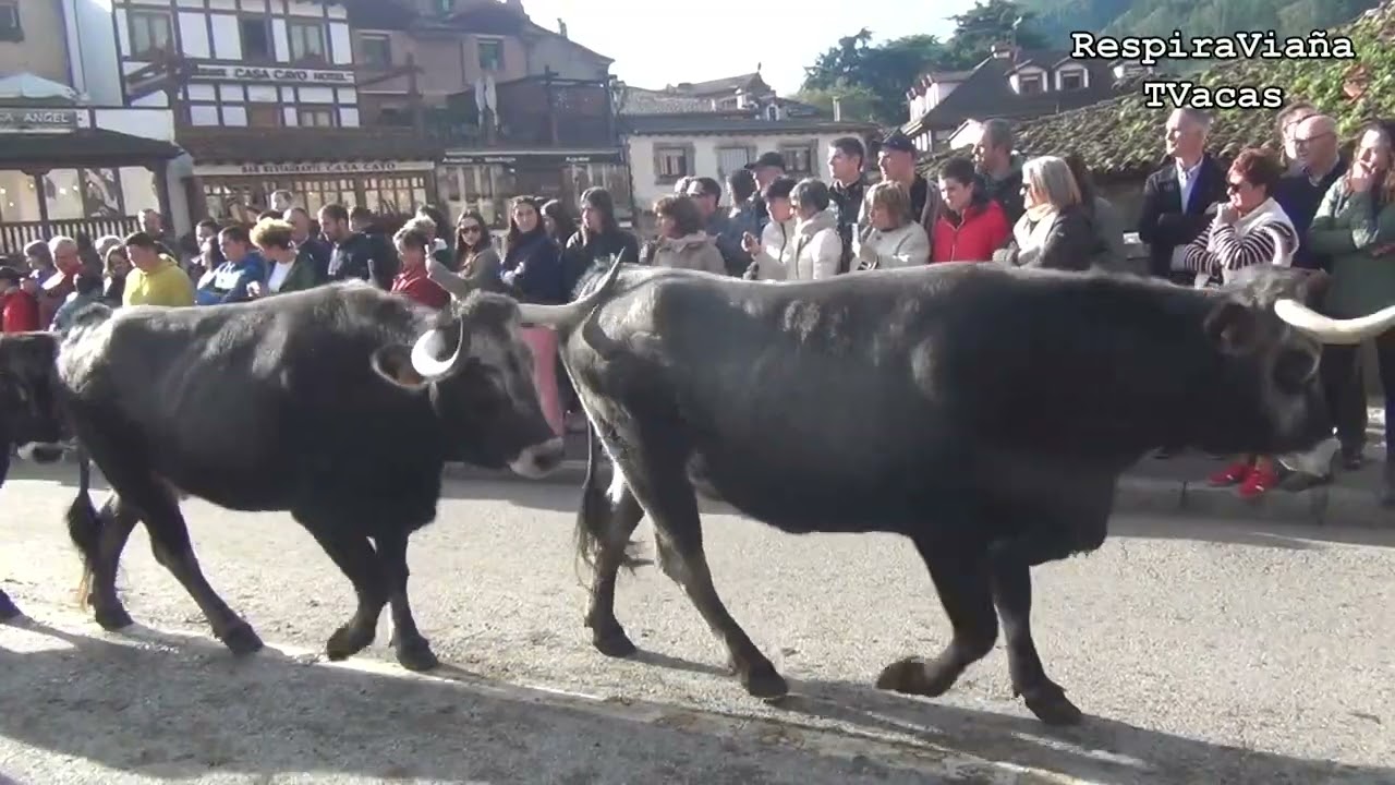Feria de los Santos en Potes 2.11.24