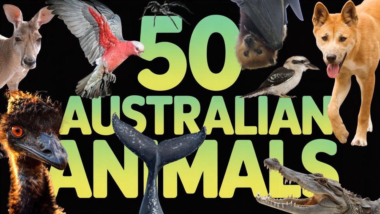 Australian Animals Guide - 50 Native Species in 10 Minutes