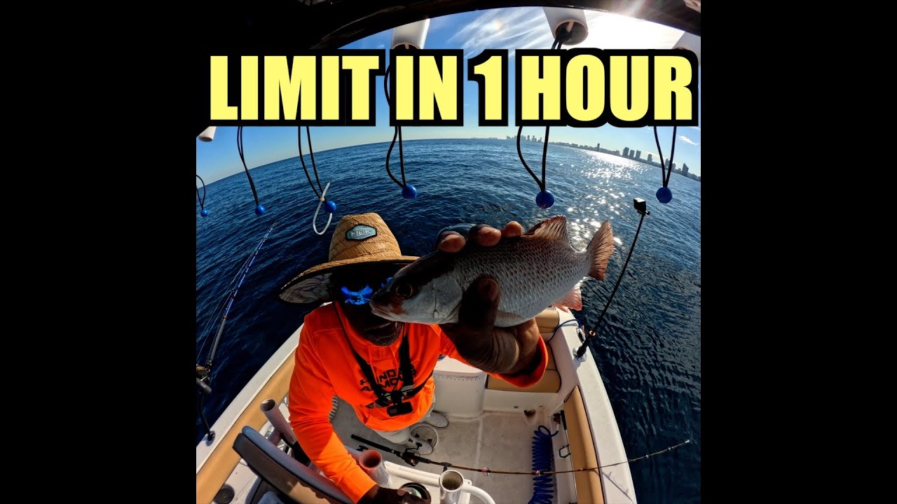 LIMIT IN AN HOUR! Mangrove Snapper Madness | FishWithVince | ASMR