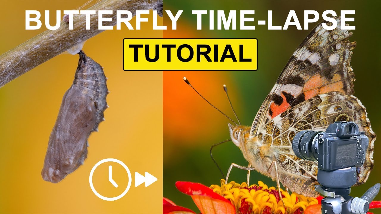 How to Film a Butterfly Emerging | Time-Lapse Tutorial with a Painted Lady