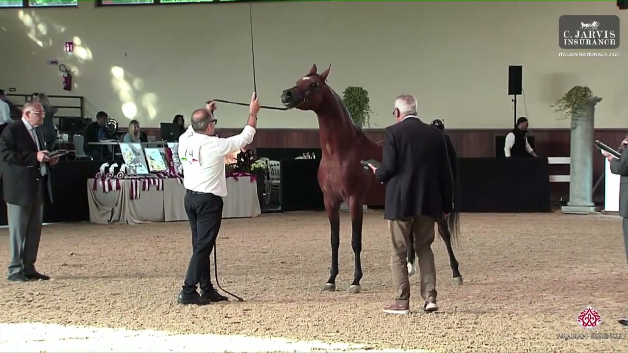 N 74 FADIAN DVA   Italian Nationals 2023   Stallions 4 6 Years Old Class 10