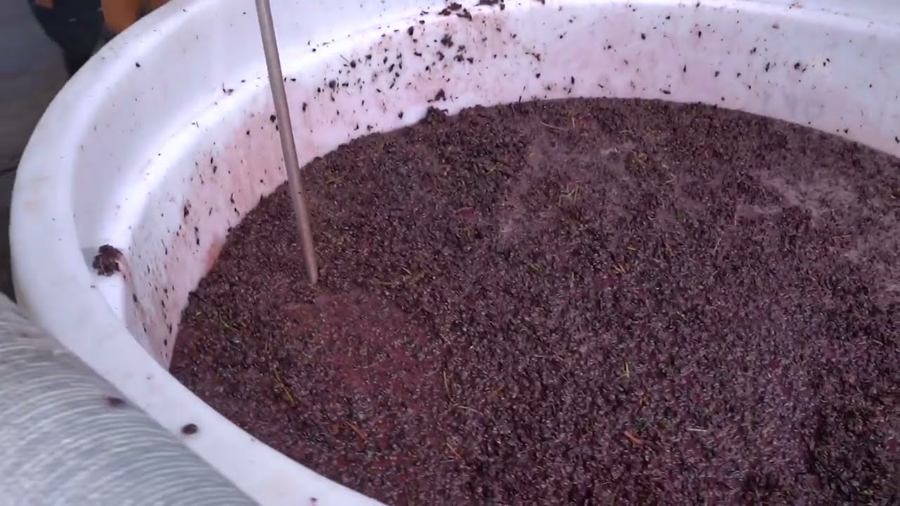 Behind the Scenes: A day in the life of a Wine Maker