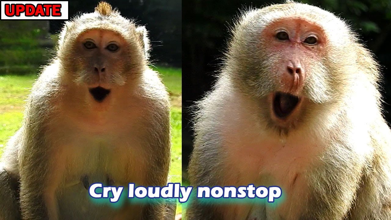 Baby where are you?Loudly sound around temple of mom Duchess &Queen crying call their baby come back